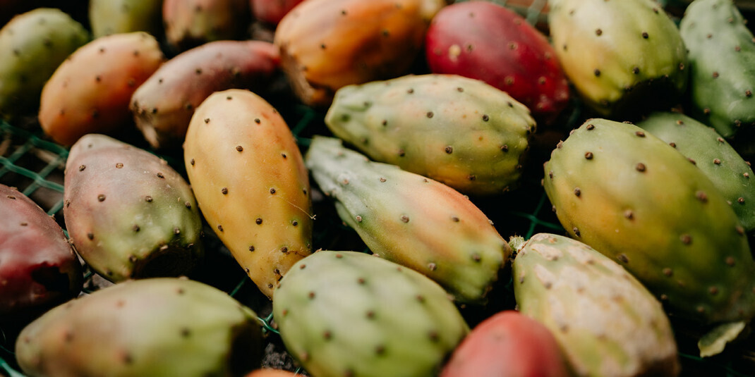 ethique bio everbiocosmetics