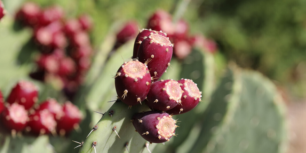 huile graines figue barbarie bio