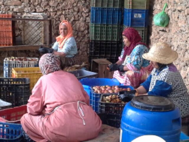 recolte figues barbarie