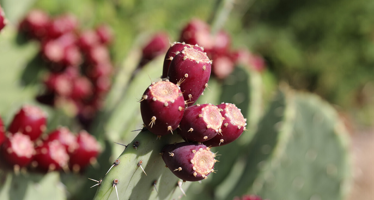 huile graines figue barbarie bio