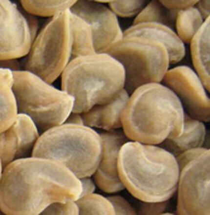 Graine de figuie de barbarie